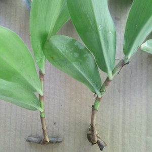 Crepe ginger Cheilocostus speciosus rhizome or keiki/plantlet image 6