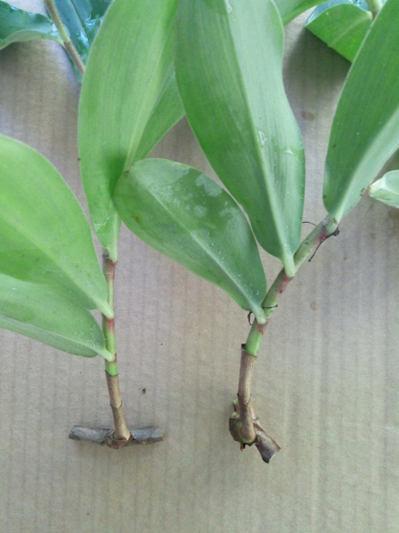 Crepe ginger Cheilocostus speciosus rhizome or keiki/plantlet image 6