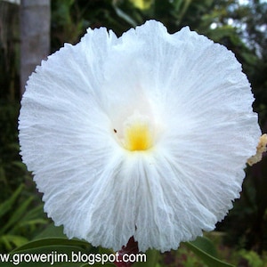 Crepe ginger (Cheilocostus speciosus) rhizome or keiki/plantlet