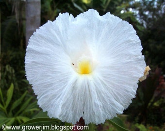 Crepe ginger (Cheilocostus speciosus) rhizome or keiki/plantlet