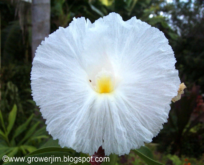 Crepe ginger Cheilocostus speciosus rhizome or keiki/plantlet image 1