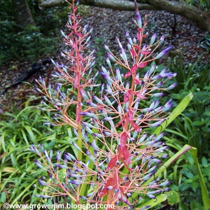 May include: A close-up of a pink and purple flowering bromeliad plant. The plant has long, thin stems with clusters of small, pointed flowers. The flowers are a vibrant pink and purple color, and they are arranged in a spiral pattern.