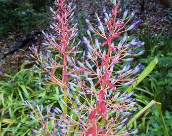 Portea petropolitana var. extensa bromeliad offset
