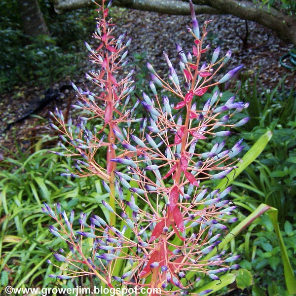 Portea petropolitana var. extensa bromeliad offset