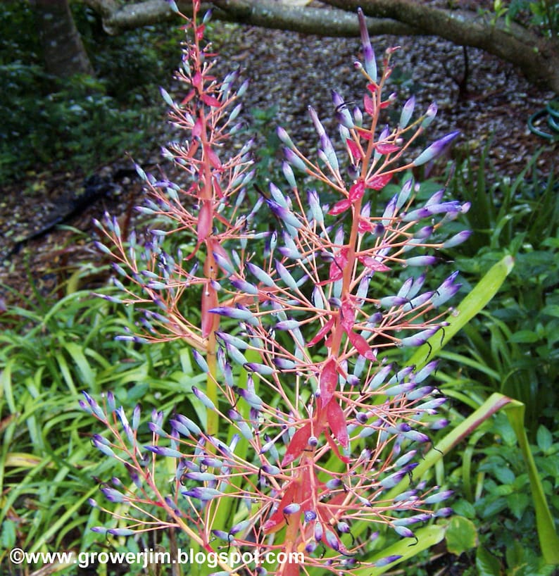 May include: A close-up of a pink and purple flowering bromeliad plant. The plant has long, thin stems with clusters of small, pointed flowers. The flowers are a vibrant pink and purple color, and they are arranged in a spiral pattern.
