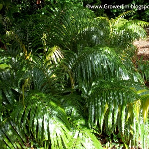 Stenochlaena tenuifolia Giant vine fern rhizome/plant image 3