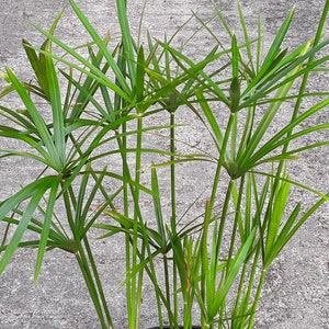 Cyperus alternifolius - 2 SPROUTED cuttings ready to plant!