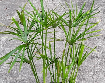 Cyperus alternifolius - 2 SPROUTED cuttings ready to plant!