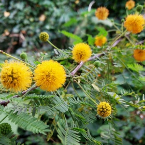 Vachellia farnesiana (Sweet Acacia) 25 seeds