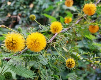 Vachellia farnesiana (Sweet Acacia) 25 seeds