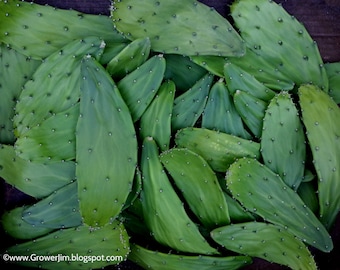 Fresh cactus/nopales/prickly pear pads for tortoise, iguana, dragons. Organically grown!