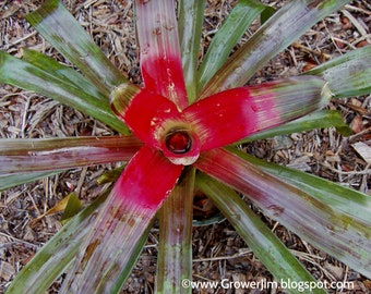 Neoregelia Roseo Lineata bromeliad offset