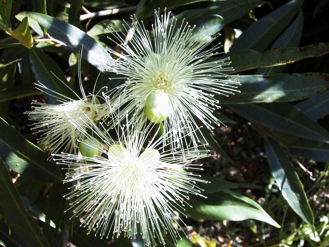 Rose Apple syzygium Jambos Plant - Etsy