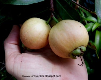 Rose apple (Syzygium jambos) plant