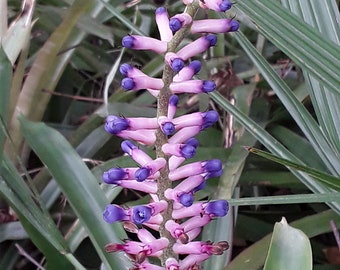 Aechmea Big Matchsticks bromeliad offset