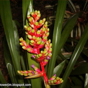 Aechmea weilbachii forma viridisepala bromeliad offset image 1