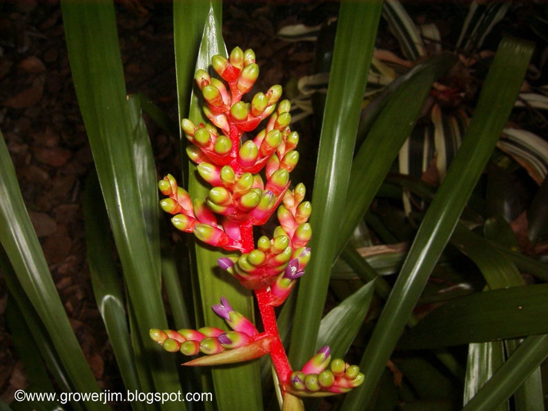 Aechmea weilbachii forma viridisepala bromeliad offset image 1