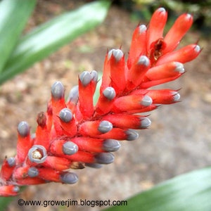 Aechmea apocalyptica bromeliad offset