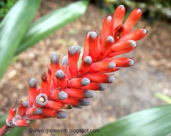 Aechmea apocalyptica bromeliad offset