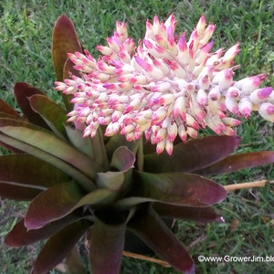 Androlaechmea O&#39;Rourke bromeliad offset