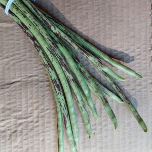 Thai Soldier long bean (Vigna unguiculata) 20 seeds