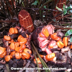 Zamia pumila / floridana / integrifolia Coontie cycad seeds image 1