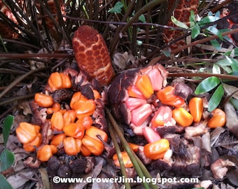 Zamia pumila / floridana / integrifolia (Coontie) cycad seeds