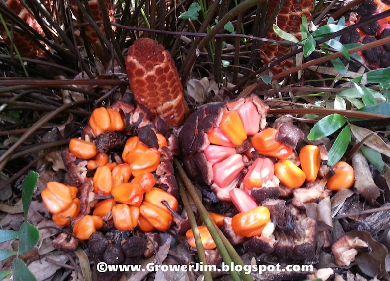 Zamia pumila / floridana / integrifolia Coontie cycad seeds image 1