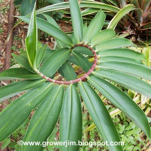 Crepe ginger Cheilocostus speciosus rhizome or keiki/plantlet image 4