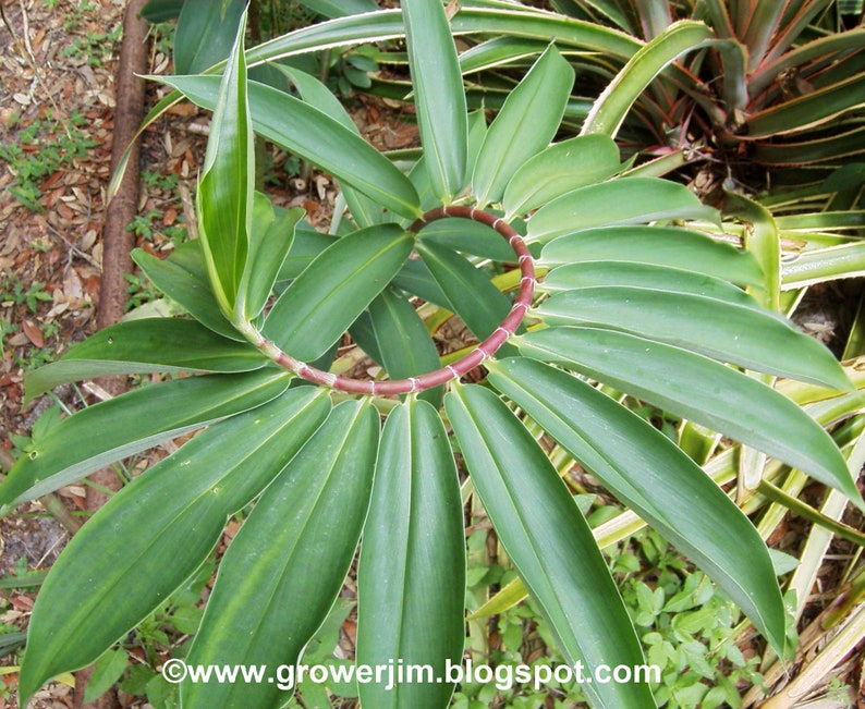 Crepe ginger Cheilocostus speciosus rhizome or keiki/plantlet image 4