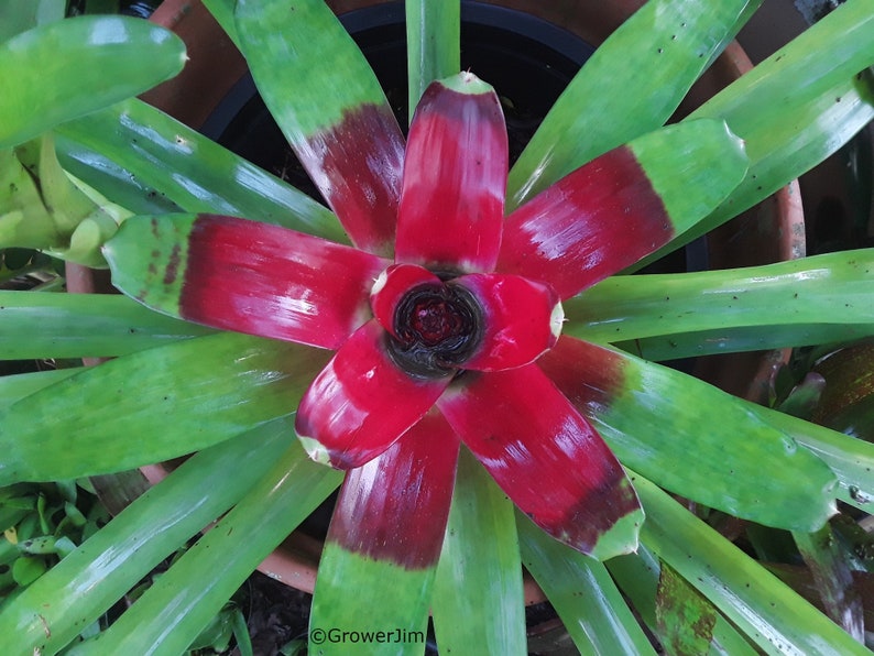 Neoregelia macwilliamsii bromeliad offset image 1