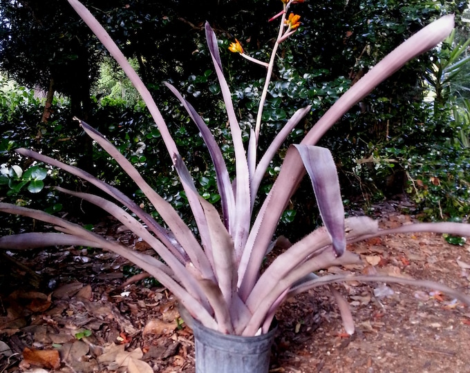 Aechmea Mulfordii Rubra Bromeliad Offset Etsy