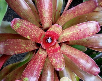 Neoregelia Pacquito (compacta x camorimiana) bromeliad offset for shade or sun!