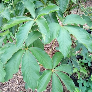 5-leaf yam (Dioscorea pentaphylla) 2 aerial tubers for planting