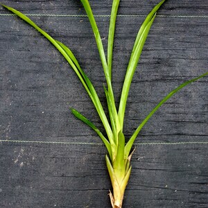 Aechmea weilbachii forma viridisepala bromeliad offset image 3