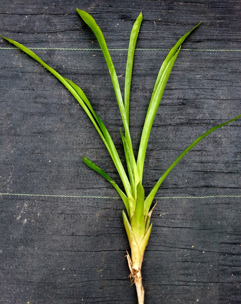 Aechmea weilbachii forma viridisepala bromeliad offset image 3