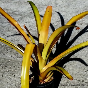 Aechmea blanchetiana bromeliad offset (orange form)