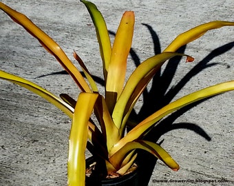 Aechmea blanchetiana bromeliad offset (orange form)