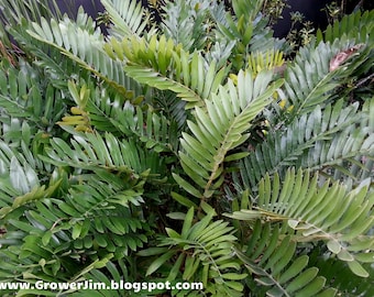 Zamia maritima / furfuraceae (Cardboard palm) cycad 3-10 seedling plants!
