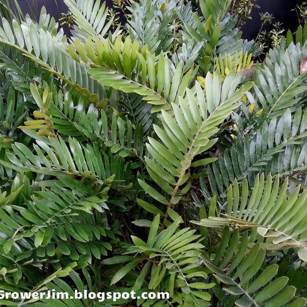 Zamia maritima / furfuraceae (Cardboard palm) cycad 3-10 seedling plants!