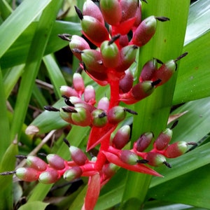 Aechmea weilbachii forma viridisepala bromeliad offset image 2