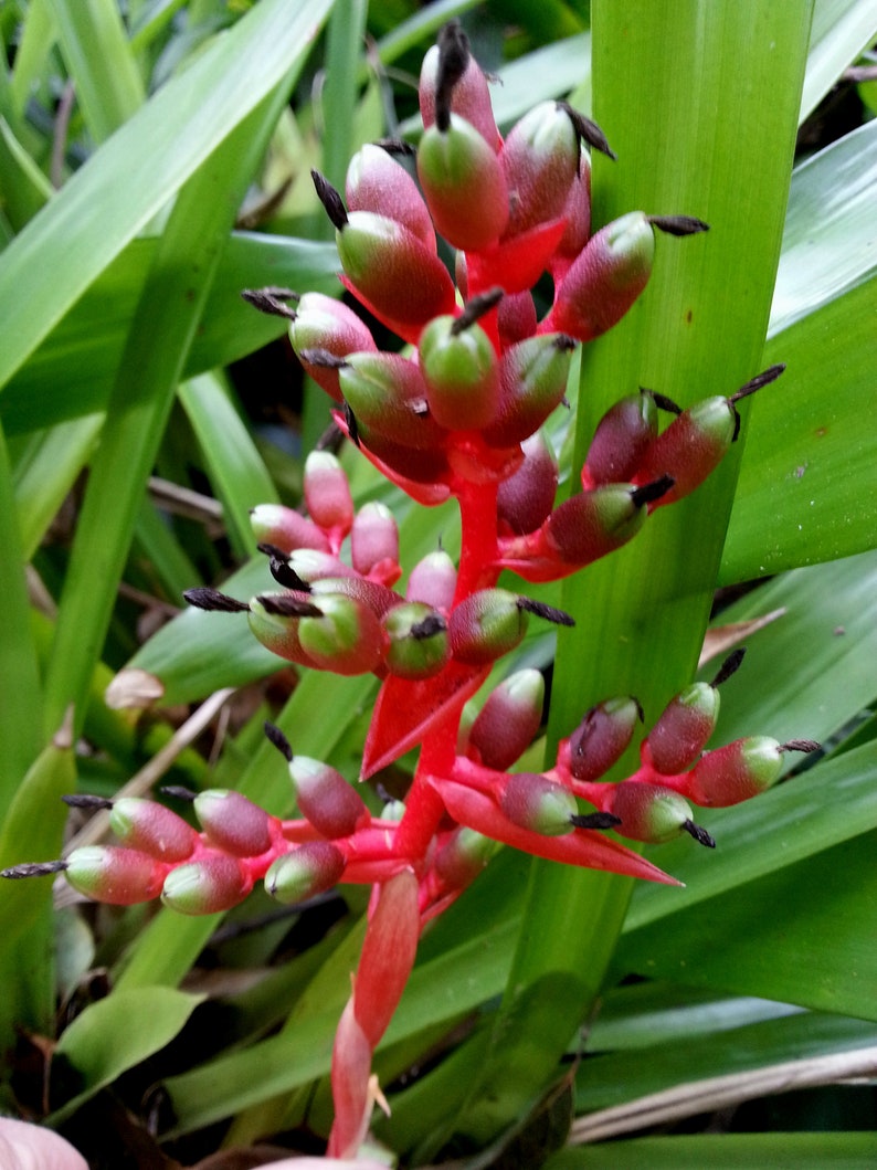 Aechmea weilbachii forma viridisepala bromeliad offset image 2