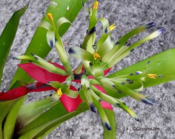 Billbergia Vittata 'domingos Martins' Bromeliad - Etsy
