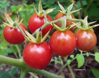 Everglades tomato (Solanum pimpinellifolium) 25 seeds