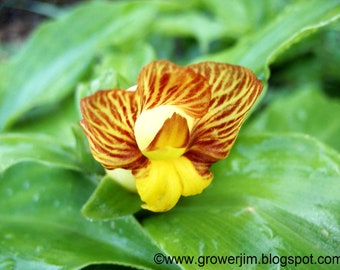 Costus pictus ginger rhizome