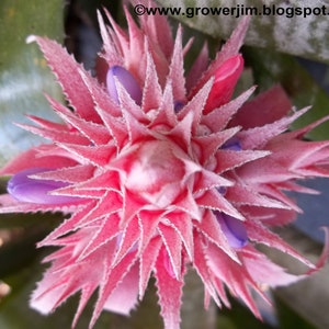 Aechmea fasciata bromeliad offset