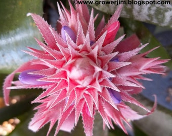 Aechmea fasciata bromeliad offset