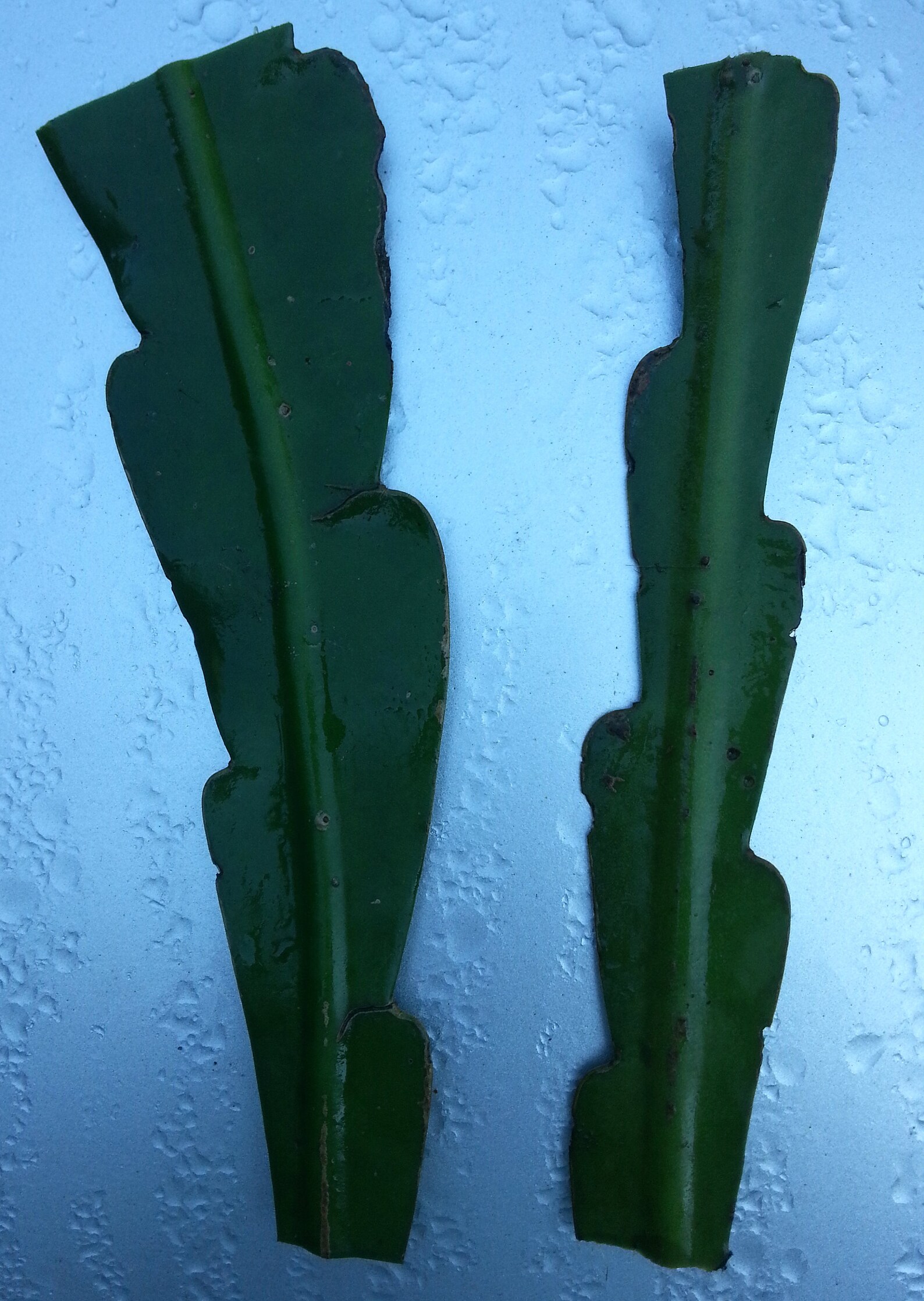 thumbnail image 2 of Epiphyllum Hookeri Orchid Cactus White Cutting - Live Plant Starter 2 of 5