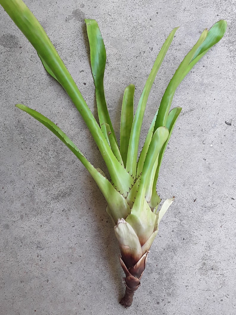 May include: A green bromeliad plant with long, thin leaves. The plant is rooted and has a brown base.