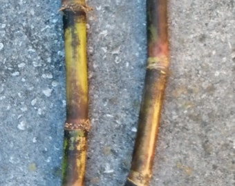 Sugarcane - Purple/Yellow ready to plant